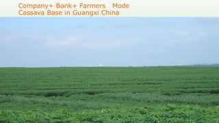 Follow up the increasing of cassava supply in China