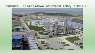 Follow up the increasing of cassava supply in China