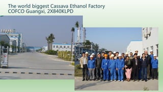 Follow up the increasing of cassava supply in China