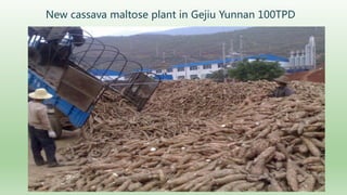Follow up the increasing of cassava supply in China