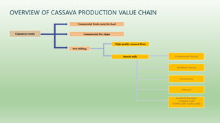 Follow up the increasing of cassava supply in China