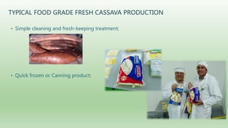 Follow up the increasing of cassava supply in China