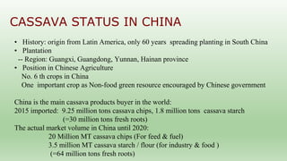 Follow up the increasing of cassava supply in China
