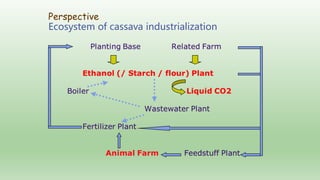 Follow up the increasing of cassava supply in China
