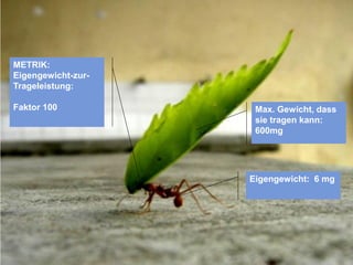 METRIK:
Eigengewicht-zur-
Trageleistung:

Faktor 100           Max. Gewicht, dass
                     sie tragen kann:
                     600mg




                    Eigengewicht: 6 mg




                                @Lucian_Katzbach
 