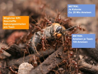 METRIK:
                    Je Kolonie:
                    Ca. 20 Mio Ameisen

Möglicher KPI:
Beschaffte
Nahrungseinheiten
pro Team


                       METRIK:
                       Ameisen je Team:
                       100 Ameisen




                                 @Lucian_Katzbach
 