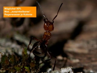 Möglicher KPI:
Max. „auspinkelbares“
Regenwasser je Kolonie




                         @Lucian_Katzbach
 
