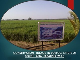 CONSERVATION TILLAGE IN BORLOG ISTITUTE OF
SOUTH ASIA JABALPUR (M.P.)
 
