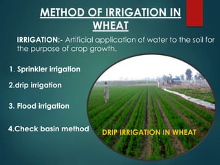 METHOD OF IRRIGATION IN
WHEAT
1. Sprinkler irrigation
3. Flood irrigation
4.Check basin method
IRRIGATION:- Artificial application of water to the soil for
the purpose of crop growth.
DRIP IRRIGATION IN WHEAT
2.drip irrigation
 