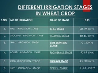 DIFFERENT IRRIGATION STAGES
IN WHEAT CROP
S.NO. NO.OF IRRIGATION NAME OF STAGE DAS
1. FIRST IRRIGATION STAGE C.R.I. STAGE 20- 25 DAYS
2. SECOUND IRRIGATION STAGE TILLERING STAGE 40-45 DAYS
3. THIRD IRRIGATION STAGE LATE JOINTING
STAGE
70-75DAYS
4. FOURTH IRRIGATION STAGE FLOWERING STAGE 90-95 DAYS
5. FIFTH IRRIGATION STAGE MILKING STAGE 95-110 DAYS
6. SIXTH IRRIGATION STAGE DOUGH STAGE 110-115DAYS
 