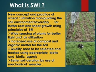 What is SWI ?
New concept and practice of
wheat cultivation manipulating the
soil environment favorably for
better root and shoot growth using
principles of SRI
Wide spacing of plants for better
light and air utilization
Increased use of compost and
organic matter for the soil
Quality seed to be selected and
treated using appropriate biotic
and biotic agents
Better soil aeration by use of
mechanical weedier .
 