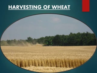 HARVESTING OF WHEAT
 