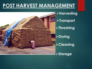 Harvesting
Transport
Threshing
Drying
Cleaning
Storage
POST HARVEST MANAGEMENT
 