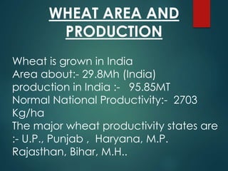 Wheat is grown in India
Area about:- 29.8Mh (India)
production in India :- 95.85MT
Normal National Productivity:- 2703
Kg/ha
The major wheat productivity states are
:- U.P., Punjab , Haryana, M.P.
Rajasthan, Bihar, M.H..
WHEAT AREA AND
PRODUCTION
 