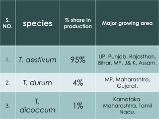 S.
NO. species
% share in
production
Major growing area
1. T. aestivum 95%
UP, Punjab, Rajasthan,
Bihar, MP, J& K, Assam.
2. T. durum 4%
MP, Maharashtra,
Gujarat.
3.
T.
dicoccum
1%
Karnataka,
Maharashtra, Tamil
Nadu.
 