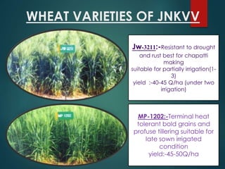 WHEAT VARIETIES OF JNKVV
MP-1202:-Terminal heat
tolerant bold grains and
profuse tillering suitable for
late sown irrigated
condition
yield:-45-50Q/ha
 