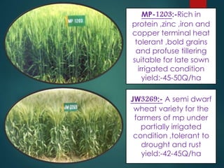 MP-1203:-Rich in
protein ,zinc ,iron and
copper terminal heat
tolerant ,bold grains
and profuse tillering
suitable for late sown
irrigated condition
yield:-45-50Q/ha
JW3269:- A semi dwarf
wheat variety for the
farmers of mp under
partially irrigated
condition ,tolerant to
drought and rust
yield:-42-45Q/ha
 