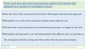 When and how did mammals become widely distributed and
adapted to a variety of ecological niches?
Near the close of the cretaceous the first known Marsupials and placentals appeared.
Marsupials were at first more numerous and placentals relatively rare.
All these later cretaceous forms were small insectivorous types, as judged by the teeth.
Marsupials and placentals come off independently from different types of pantotheres,
The marsupials probably arising somewhat earlier than the placental mammals.
Mammalogy Department of Wildlife and Ecotourism by Jibril Kedir (Msc In Biodiversity Conservation and Climate Smart Agriculture
4/29/2023
 