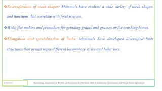 Diversification of tooth shapes: Mammals have evolved a wide variety of tooth shapes
and functions that correlate with food sources.
Wide, flat molars and premolars for grinding grains and grasses or for crushing bones.
Elongation and specialization of limbs: Mammals have developed diversified limb
structures that permit many different locomotory styles and behaviors.
Mammalogy Department of Wildlife and Ecotourism by Jibril Kedir (Msc In Biodiversity Conservation and Climate Smart Agriculture)
4/29/2023
 