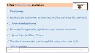 1. Endothermy:
 Mammals are endotherms, to mean they produce their body heat internally.
• 2. Four-chambered heart,
 With complete separation of pulmonary and systemic circulation.
• 3. An nucleate Red Blood Cells –
 Provides them more space for hemoglobin and greater capacity for
carrying oxygen.
Other Characteristics mammals
Mammalogy Department of Wildlife and Ecotourism by Jibril Kedir (Msc In Biodiversity Conservation and Climate Smart Agriculture
4/29/2023
 