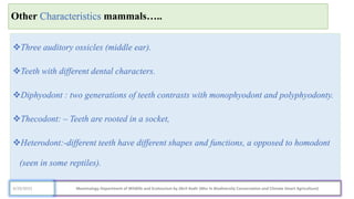 Other Characteristics mammals…..
Three auditory ossicles (middle ear).
Teeth with different dental characters.
Diphyodont : two generations of teeth contrasts with monophyodont and polyphyodonty.
Thecodont: – Teeth are rooted in a socket,
Heterodont:-different teeth have different shapes and functions, a opposed to homodont
(seen in some reptiles).
Mammalogy Department of Wildlife and Ecotourism by Jibril Kedir (Msc In Biodiversity Conservation and Climate Smart Agriculture)
4/29/2023
 