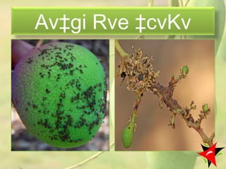 Av‡gi Rve ‡cvKv
11
 