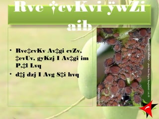 Rve †cvKvi ÿwZi
aib
• Rve‡cvKv Av‡gi cvZv,
‡evUv, gyKzj I Av‡gi im
P‚‡l Lvq
• d‡j dzj I Avg S‡i hvq
12
 