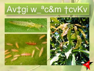 Av‡gi w_ªc&m †cvKv
15
 