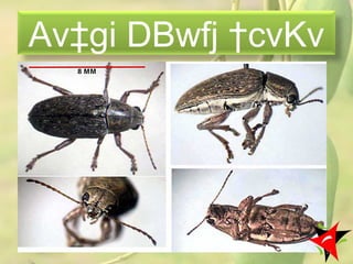 Av‡gi DBwfj †cvKv
22
 