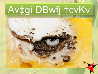 Av‡gi DBwfj †cvKv
23
 