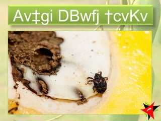 Av‡gi DBwfj †cvKv
24
 