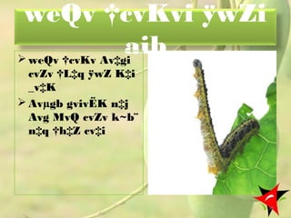 weQv †cvKvi ÿwZi
aib weQv †cvKv Av‡gi
cvZv †L‡q ÿwZ K‡i
_v‡K
 Avµgb gvivËK n‡j
Avg MvQ cvZv k~b¨
n‡q †h‡Z cv‡i
30
 