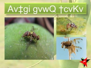 Av‡gi gvwQ †cvKv
33
 