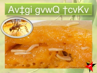 Av‡gi gvwQ †cvKv
34
 