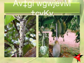 Av‡gi wgwjevM
†cvKv
37
 