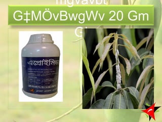 mgvavbt
G‡MÖvBwgWv 20 Gm
Gj
39
 