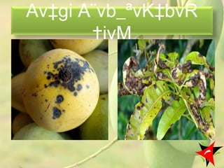 Av‡gi A¨vb_ªvK‡bvR
†ivM
41
 