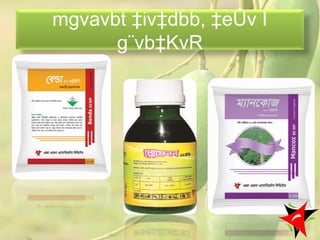 mgvavbt ‡iv‡dbb, ‡eÛv I
g¨vb‡KvR
43
 