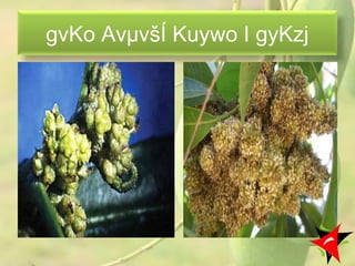 gvKo AvµvšÍ Kuywo I gyKzj
51
 