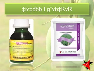 ‡iv‡dbb I g¨vb‡KvR
59
 