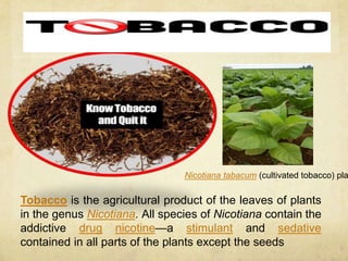 Tobacco is the agricultural product of the leaves of plants
in the genus Nicotiana. All species of Nicotiana contain the
addictive drug nicotine—a stimulant and sedative
contained in all parts of the plants except the seeds
Nicotiana tabacum (cultivated tobacco) pla
 