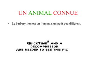 UN  ANIMAL   CONNUE Le barbary lion est un lion mais un petit peu different . 