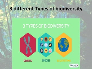 3 different Types of biodiversity
 