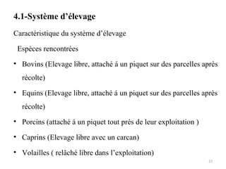 4.1-Système d’élevage
Caractéristique du système d’élevage
Espèces rencontrées
• Bovins (Elevage libre, attaché á un piquet sur des parcelles après
récolte)
• Equins (Elevage libre, attaché á un piquet sur des parcelles après
récolte)
• Porcins (attaché á un piquet tout prés de leur exploitation )
• Caprins (Elevage libre avec un carcan)
• Volailles ( relâché libre dans l’exploitation)
27
 
