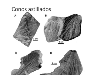 Conos astillados
 