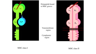 Polypeptide bound
to MHC groove
Transmembrane
region
Cytoplasmic
region
MHC class I MHC class II
 