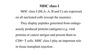 MHC class I
MHC class I (HLA- A, B and C) are expressed
on all nucleated cells (except the neurons) .
They display peptides generated from endoge-
nously produced proteins (antigens) e.g. viral
proteins or cancer antigen and present them to
CD8+ T cells. MHC class I play an important role
in tissue transplant rejection .
 