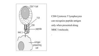 CD8 Cytotoxic T lymphocytes
can recognize peptide antigen
only when presented along
MHC I molecule.
.
 