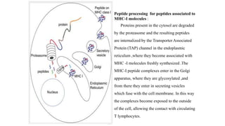 Peptide processing for peptides associated to
MHC-I molecules :
Proteins present in the cytosol are degraded
by the proteasome and the resulting peptides
are internalized by the Transporter Associated
Protein (TAP) channel in the endoplasmic
reticulum ,where they become associated with
MHC -I molecules freshly synthesized .The
MHC-I peptide complexes enter in the Golgi
apparatus, where they are glycosylated ,and
from there they enter in secreting vesicles
which fuse with the cell membrane. In this way
the complexes become exposed to the outside
of the cell, allowing the contact with circulating
T lymphocytes.
 