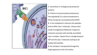 1 intracellular or endogenously produced
proteins
2 Proteins are processed by proteasomes
into peptides(8-12 a a)and transported to
ER by transporter associated proteins(TAP)
3 In the endoplasmic reticulum the peptides
bind to MHC class I molecules , (heavy chain
and β2 microglobulin).Molecular chaperons
(calnexin) associate with partially assembled
class I complex. Tapasin forms a bridge between
TAP and the class I molecules waiting to be
loaded with peptide.
4 the complex is transported through the
Golgi apparatus to the cell surface.
 